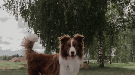 Les races de chien les plus sensibles au niveau alimentation