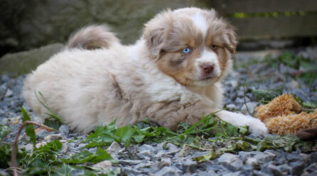 Quel est le berger américain miniature prix ?