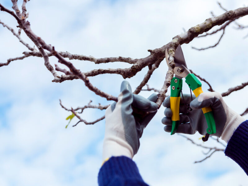 Zoom sur les saisons et les techniques d’élagage d’arbre