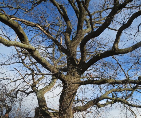 Elaguer un chêne : quelle somme prévoir ?