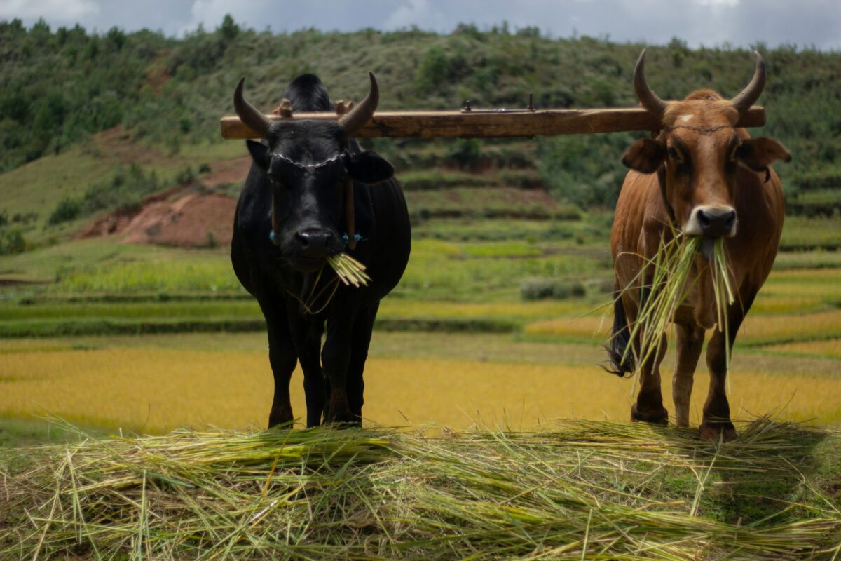 Découvrez le Blog de Niaina, une fenêtre unique sur Madagascar