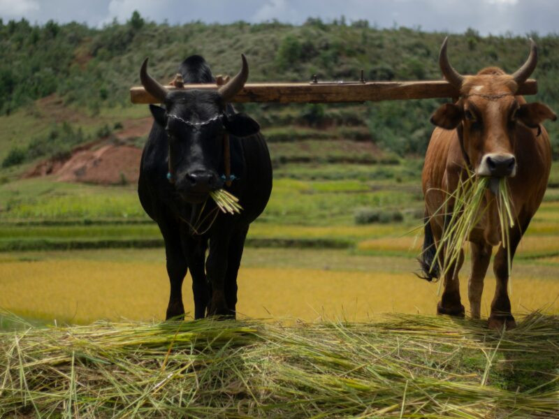 Découvrez le Blog de Niaina, une fenêtre unique sur Madagascar