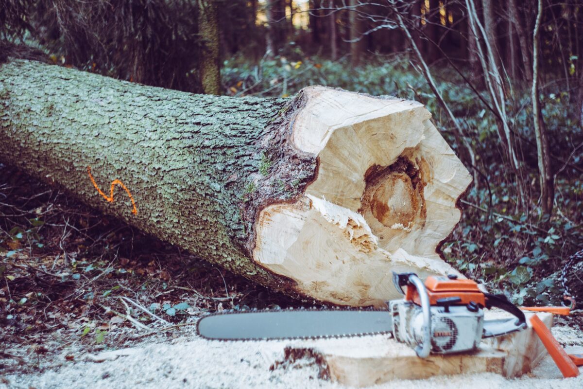 L’abattage d’arbre en milieu rural : défis et solutions