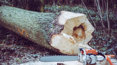 Abattage d’arbre en milieu urbain : les défis spécifiques