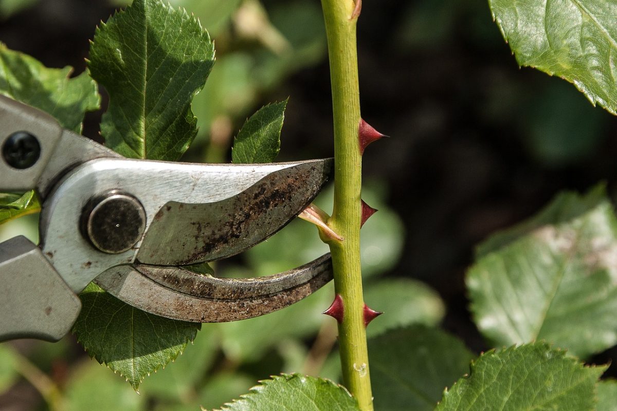 Guide pour réussir son jardinage en automne