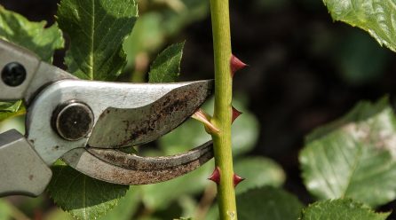 Guide pour réussir son jardinage en automne