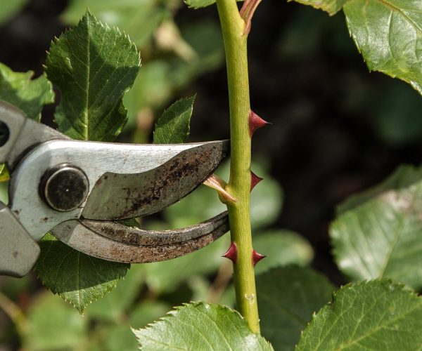 Guide pour réussir son jardinage en automne