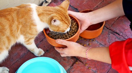 Comment nourrir votre chat : guide ultime sur la nutrition adaptée et optimale