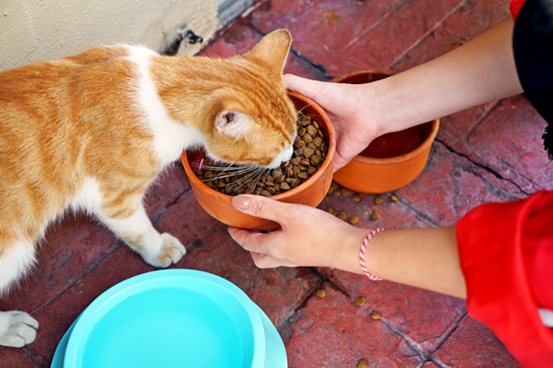 Comment nourrir votre chat : guide ultime sur la nutrition adaptée et optimale