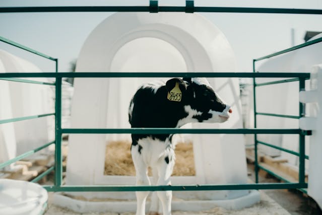 Quels sont les différents types d’enclos pour animaux ?