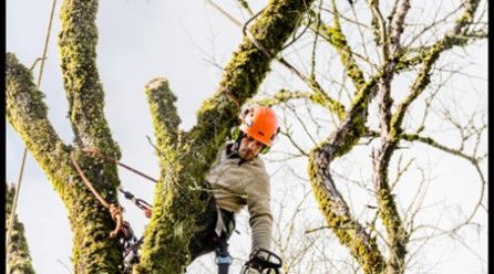 Les bienfaits de l’élagage sur la santé de vos arbres