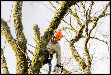 Les bienfaits de l’élagage sur la santé de vos arbres