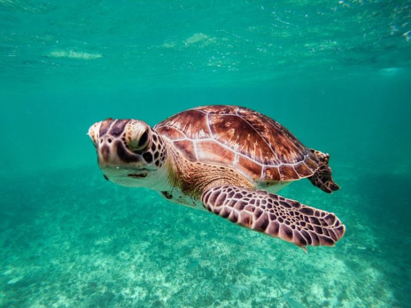 Les erreurs à éviter en visitant les tortues d’Akumal