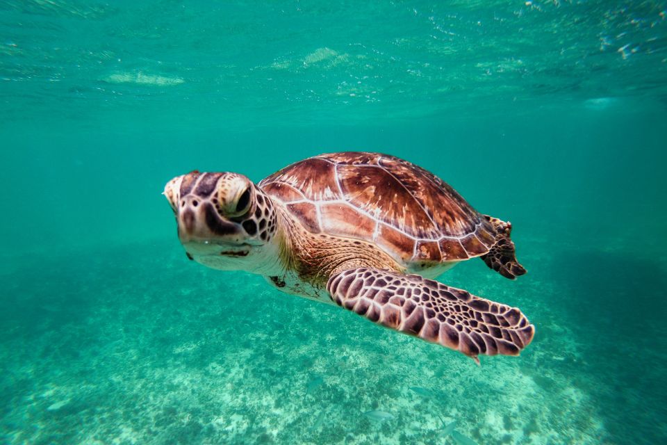 Les erreurs à éviter en visitant les tortues d’Akumal