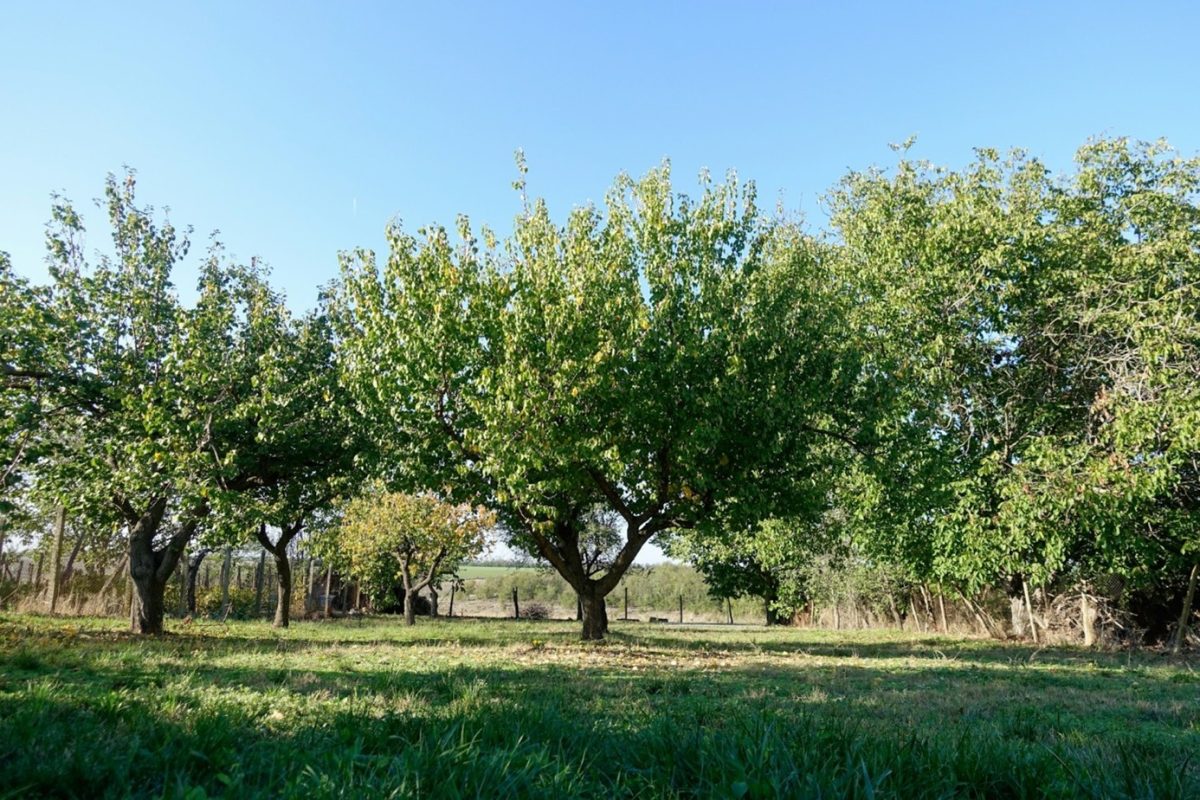 L’élagage des arbres pour protéger les infrastructures