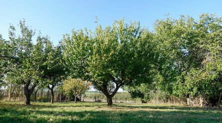 L’élagage des arbres pour protéger les infrastructures