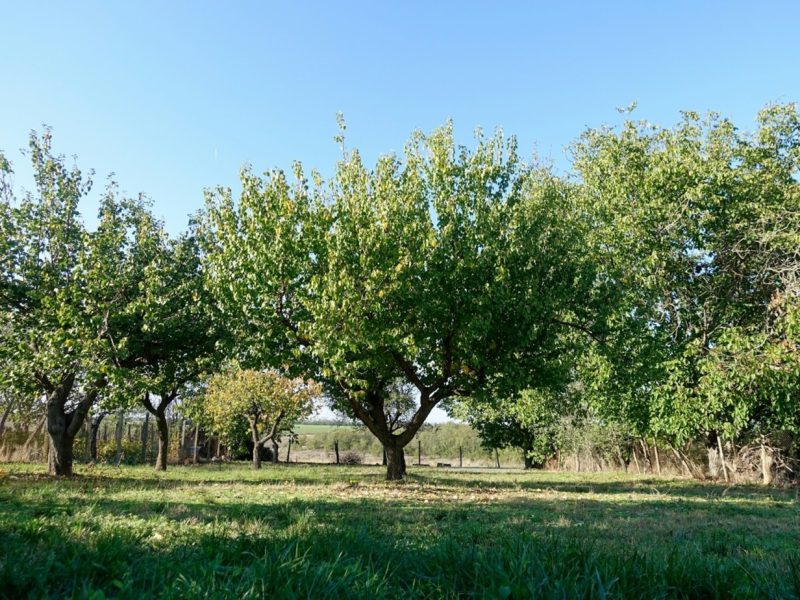 L’élagage des arbres pour protéger les infrastructures