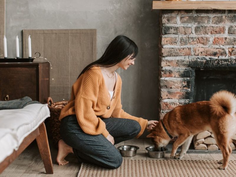 Chien glouton et surpoids : comment reprendre le contrôle des portions ?