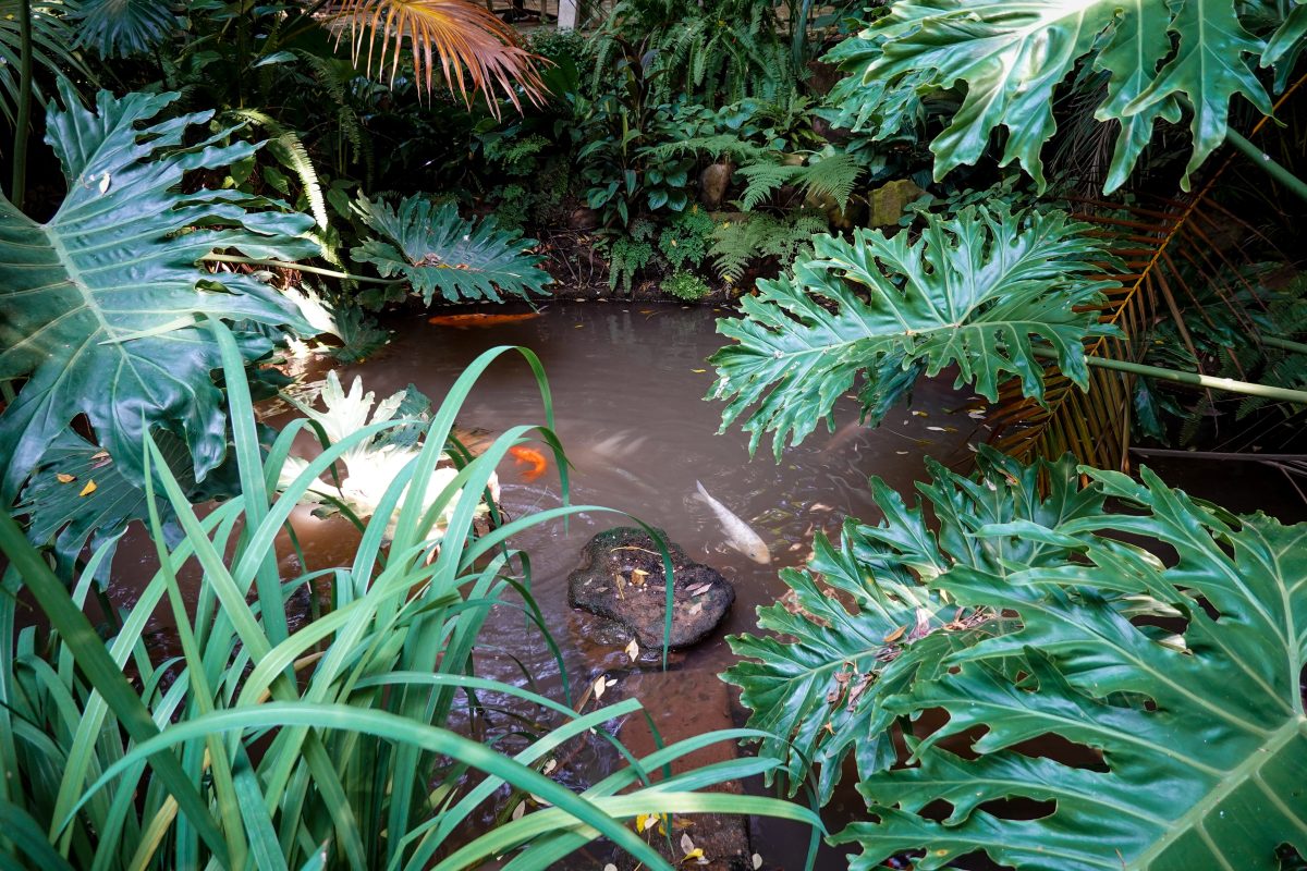 Pourquoi choisir un bassin jardin en polyéthylène ferme ?