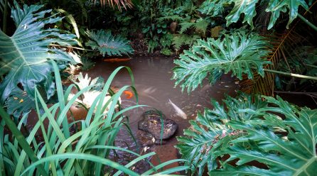 Pourquoi choisir un bassin jardin en polyéthylène ferme ?