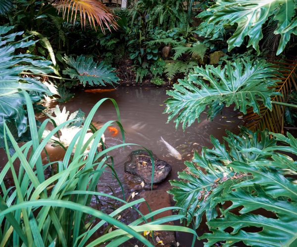 Pourquoi choisir un bassin jardin en polyéthylène ferme ?