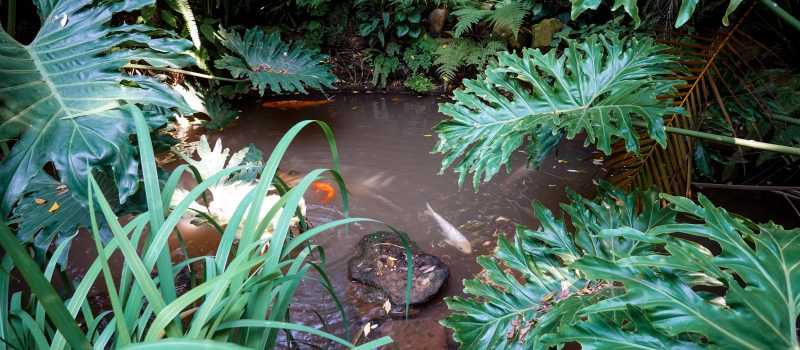 Pourquoi choisir un bassin jardin en polyéthylène ferme ?