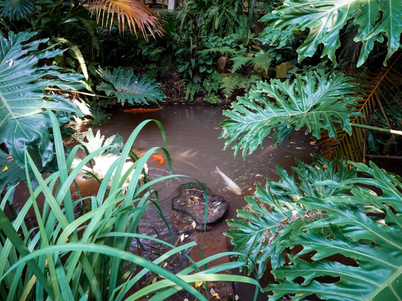 Pourquoi choisir un bassin jardin en polyéthylène ferme ?